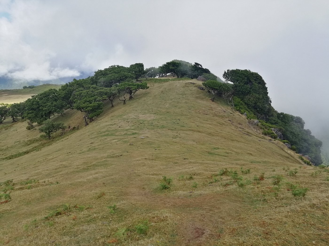 Laurisilva Forest
