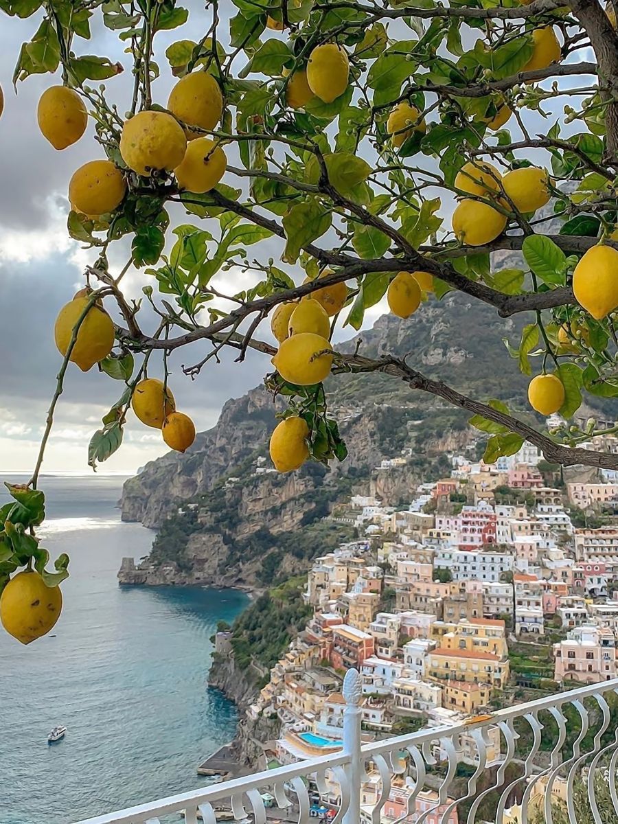 Lemon grove in Positano