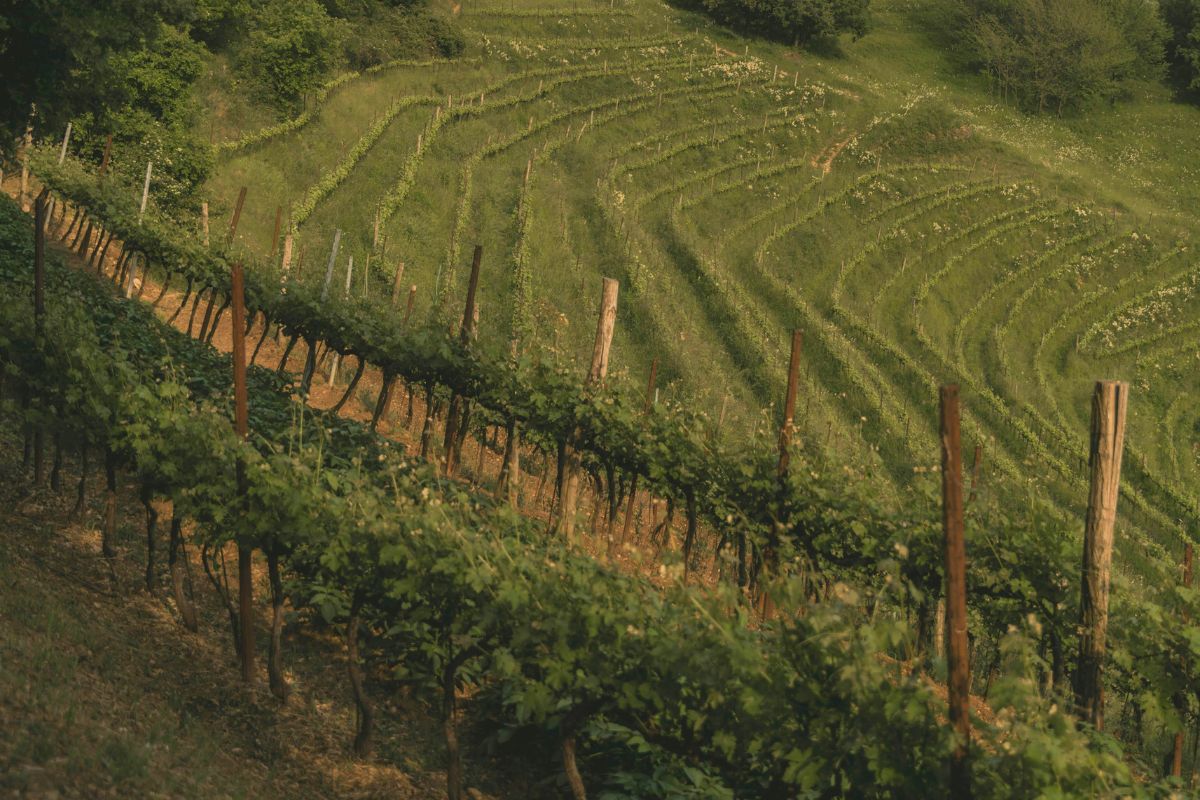 Vineyards in Lombardy Italy