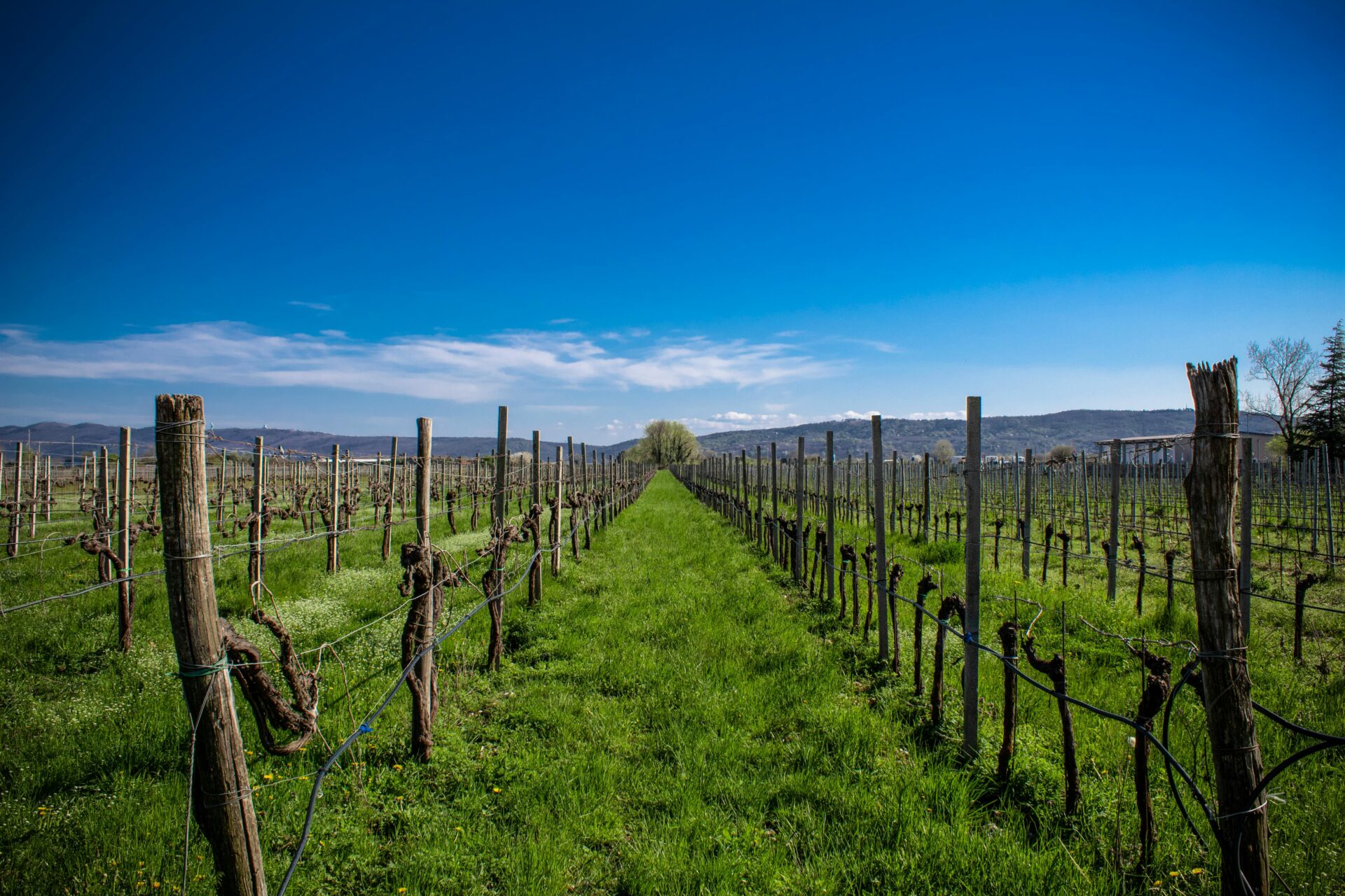 Lush Vineyard Rows in Friuli-Venezia Giulia.