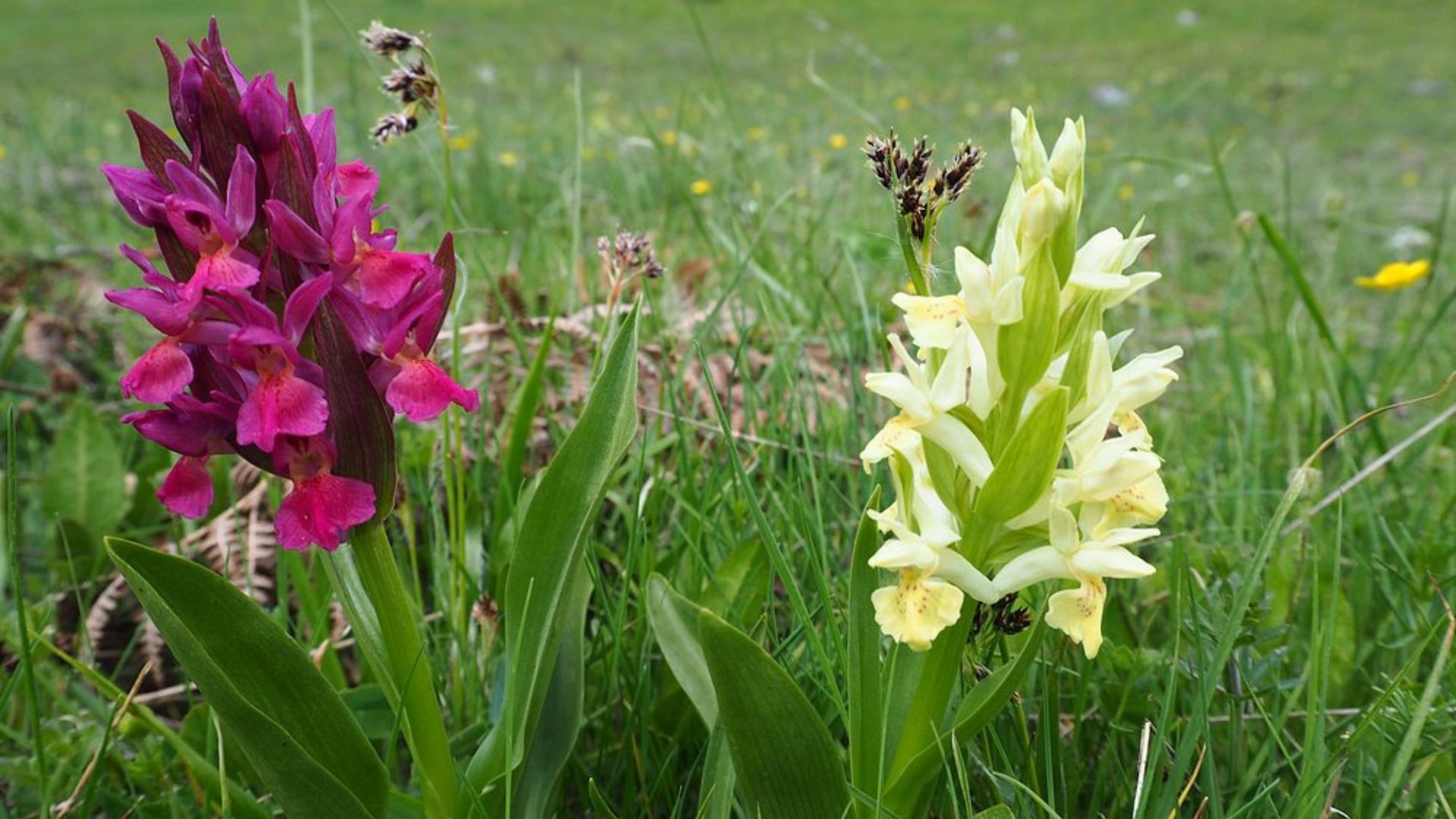 Image shows orchids in Maiella National Park in Abruzzo