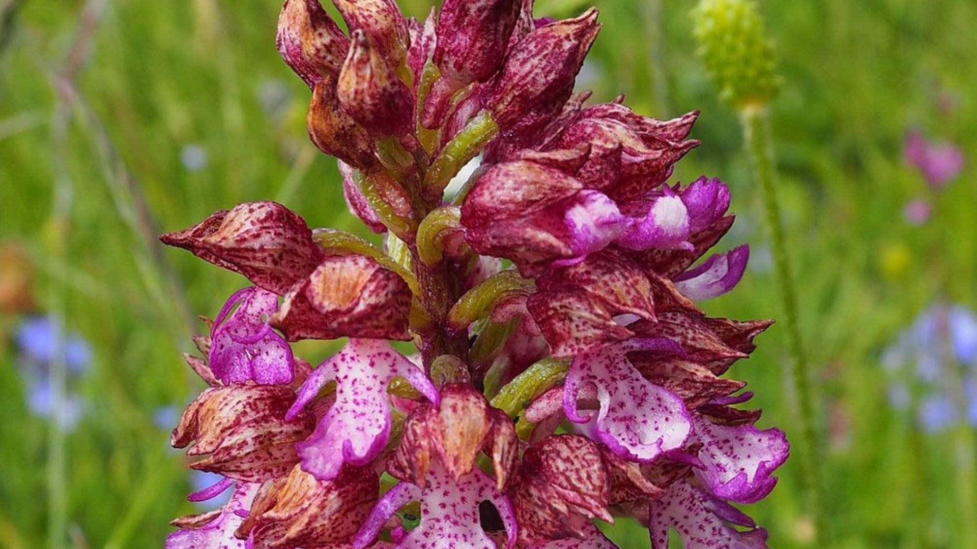 Image shows orchids in Maiella National Park in Abruzzo