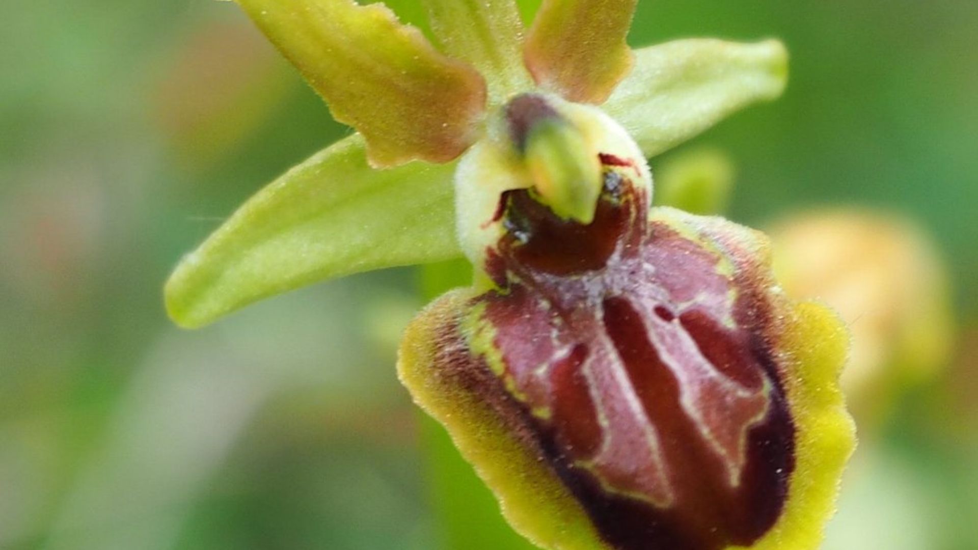 Image shows orchids in Maiella National Park in Abruzzo