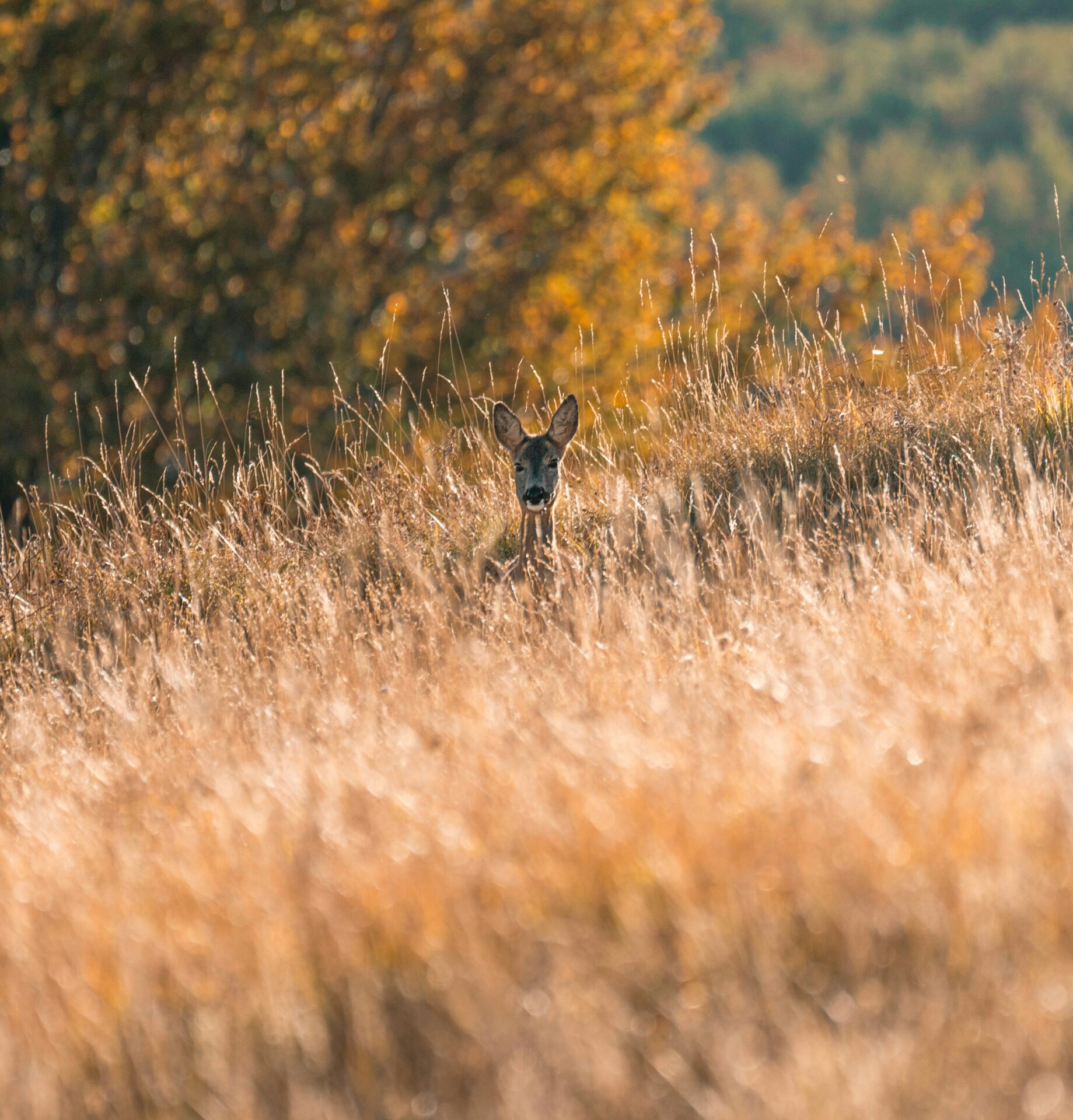 Wildlife in Majella National Park, Abruzzo