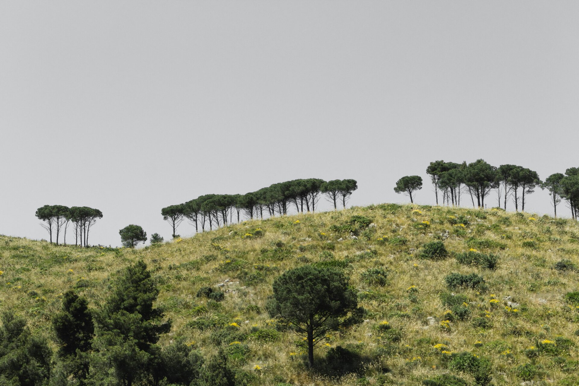 Marina del Circeo, San Felice Circeo - row of trees on hill
