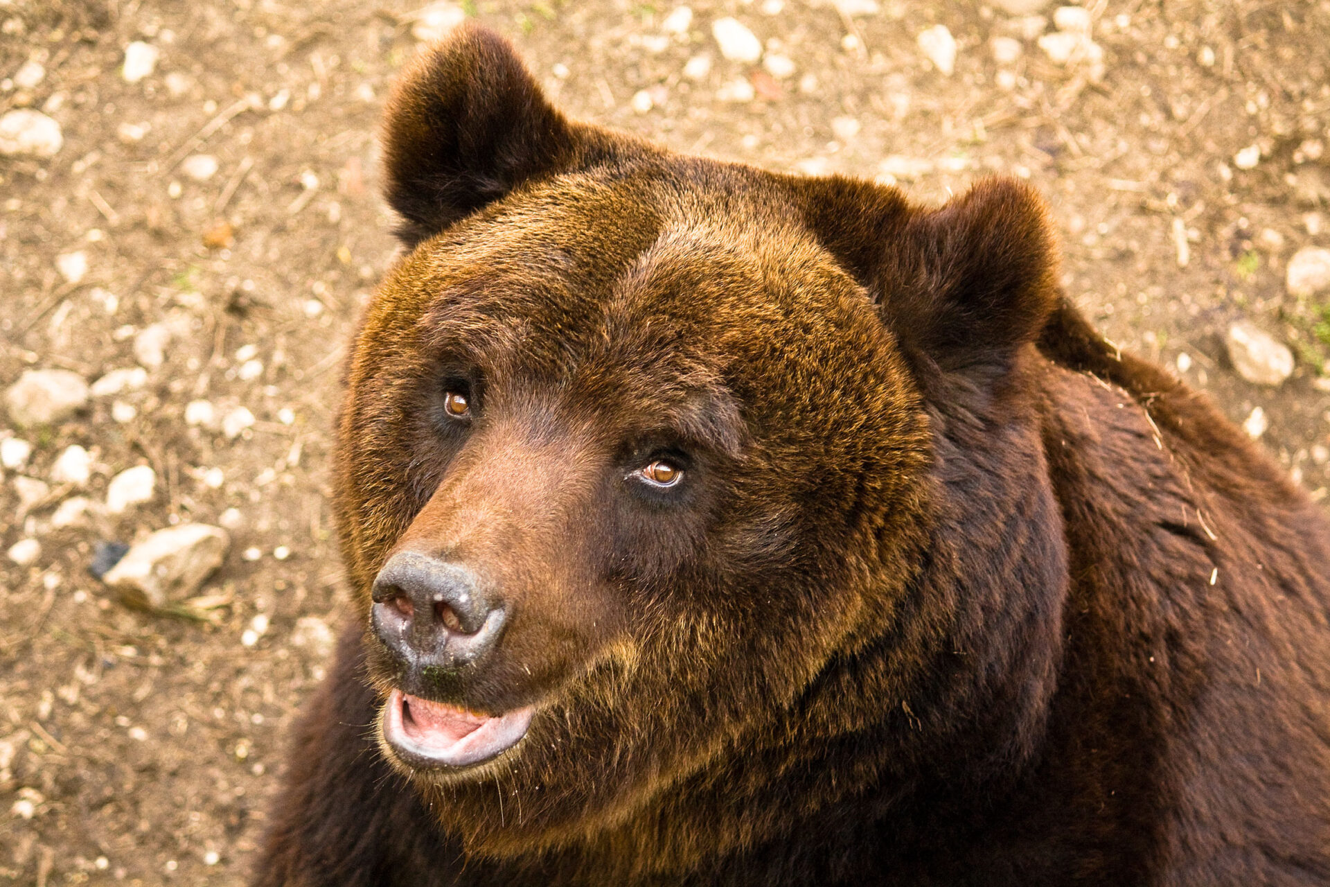 Marsican brown bear