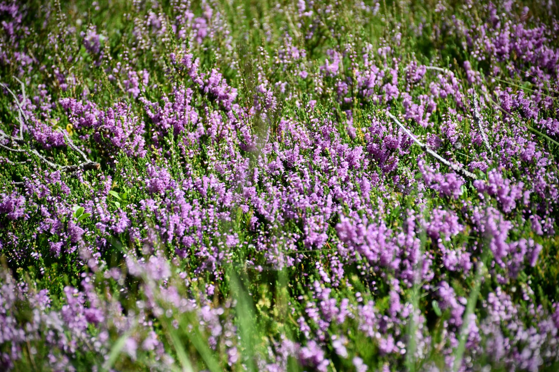 Myrtle flowers in the woods of Rasciesa in The Dolomites, South Tyrol Italy