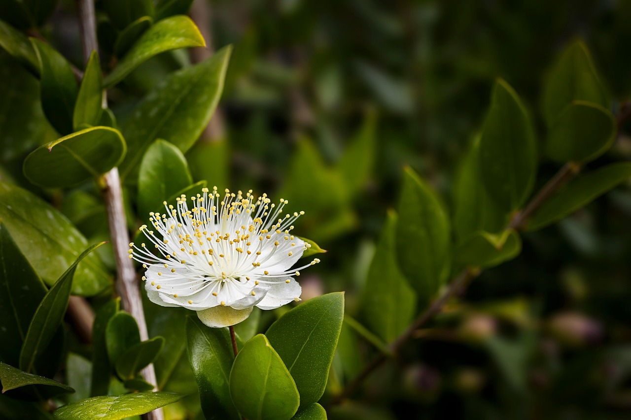 Myrtle - white flower