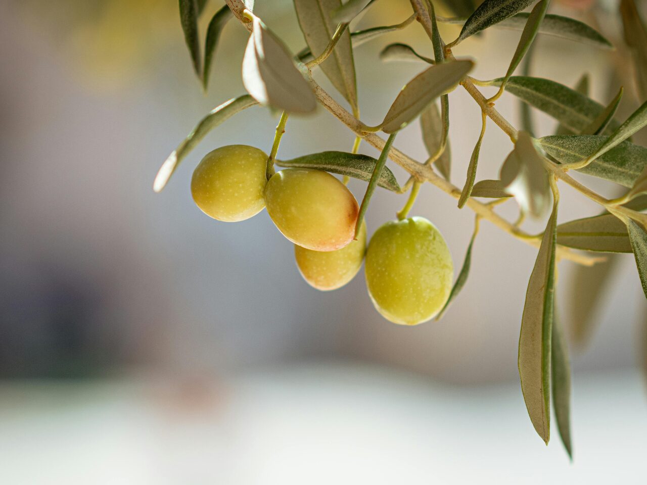 Natural Green Olives on Olive Tree Branch