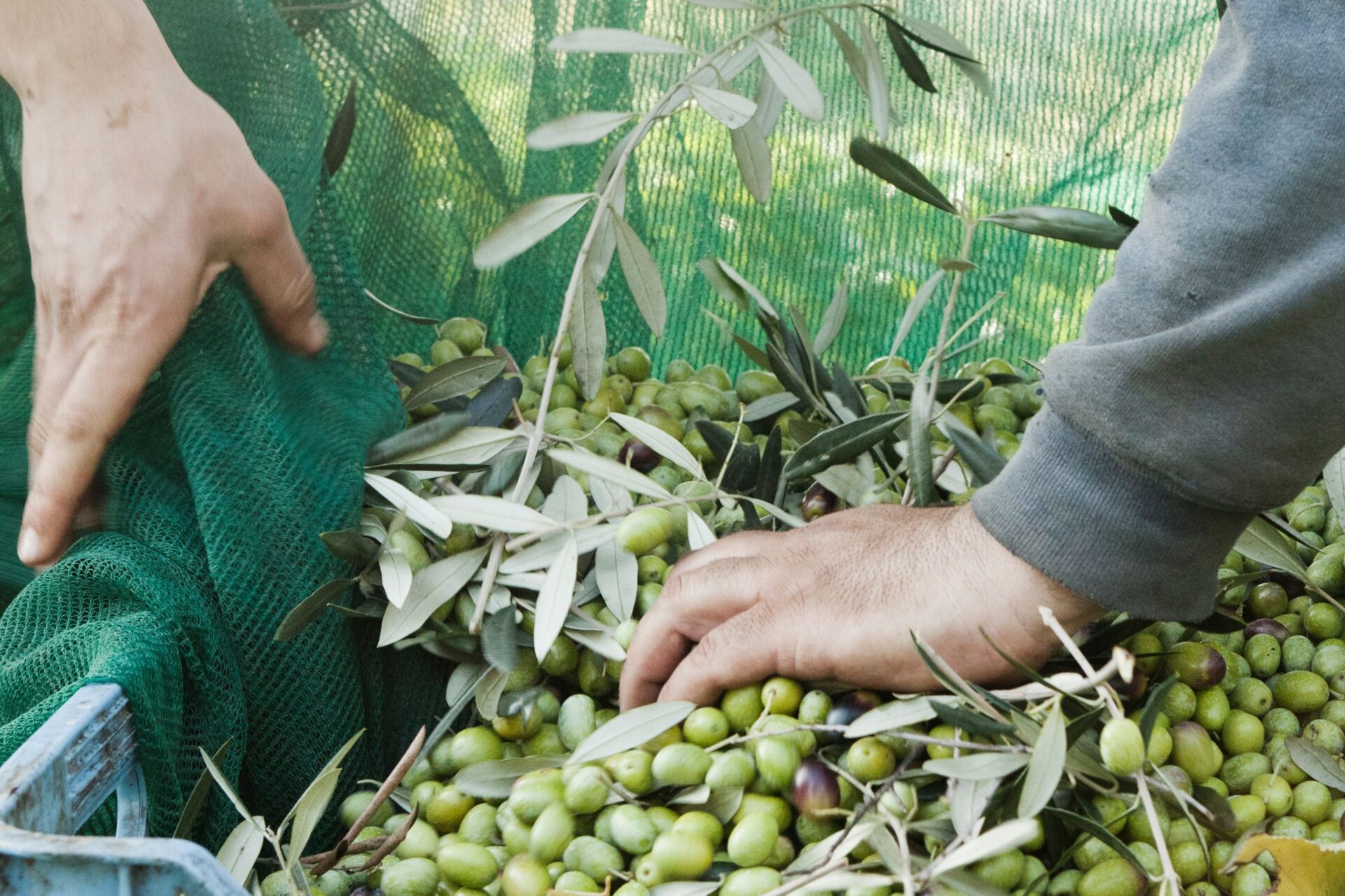 olive harvest