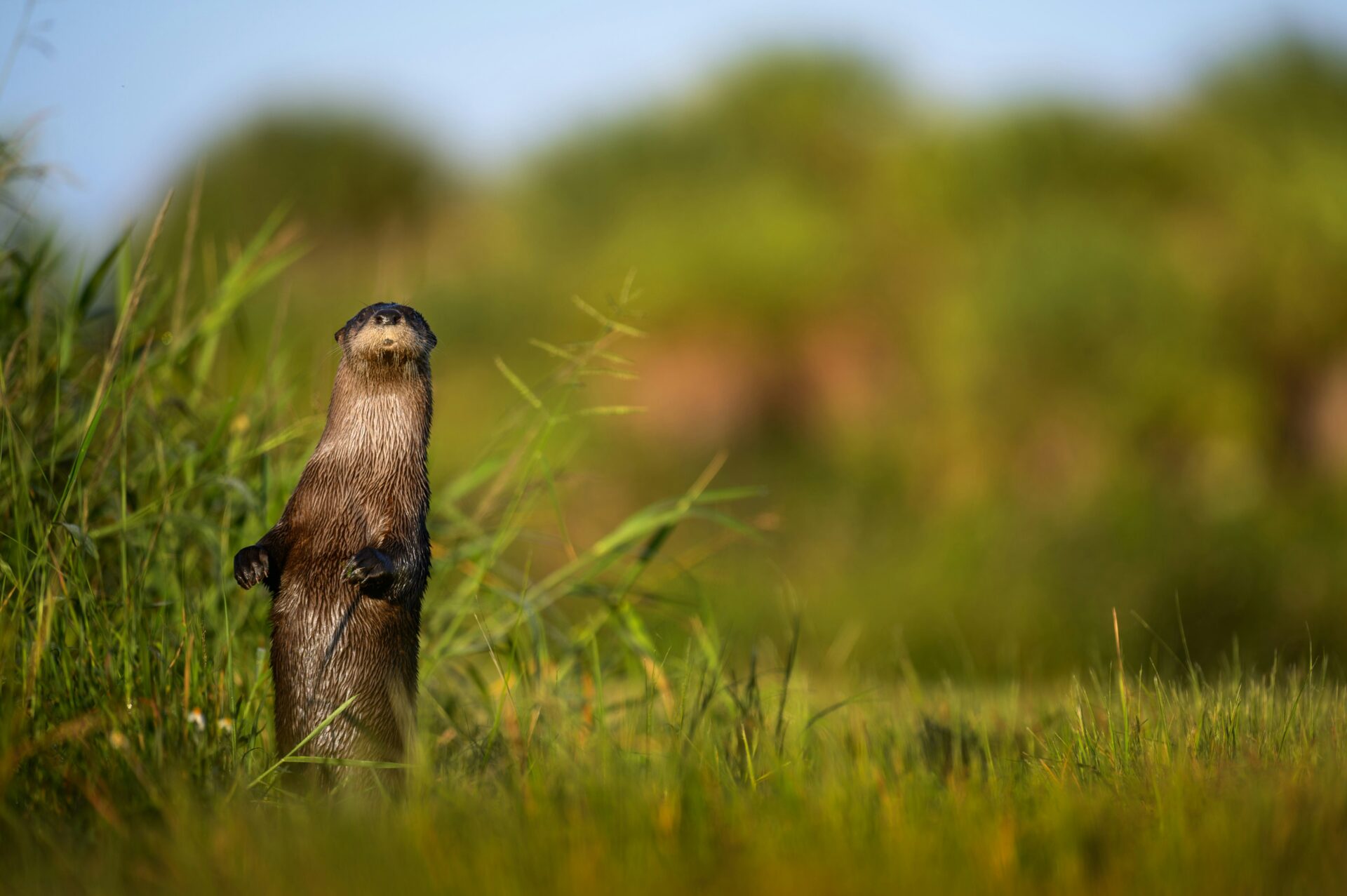 Otter strike a pose at a river