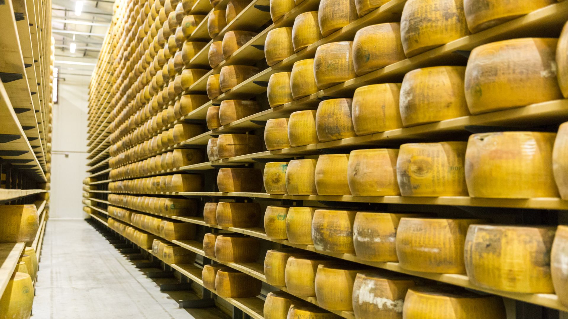 The image shows a cellar of Parmigiano Reggiano cheese.