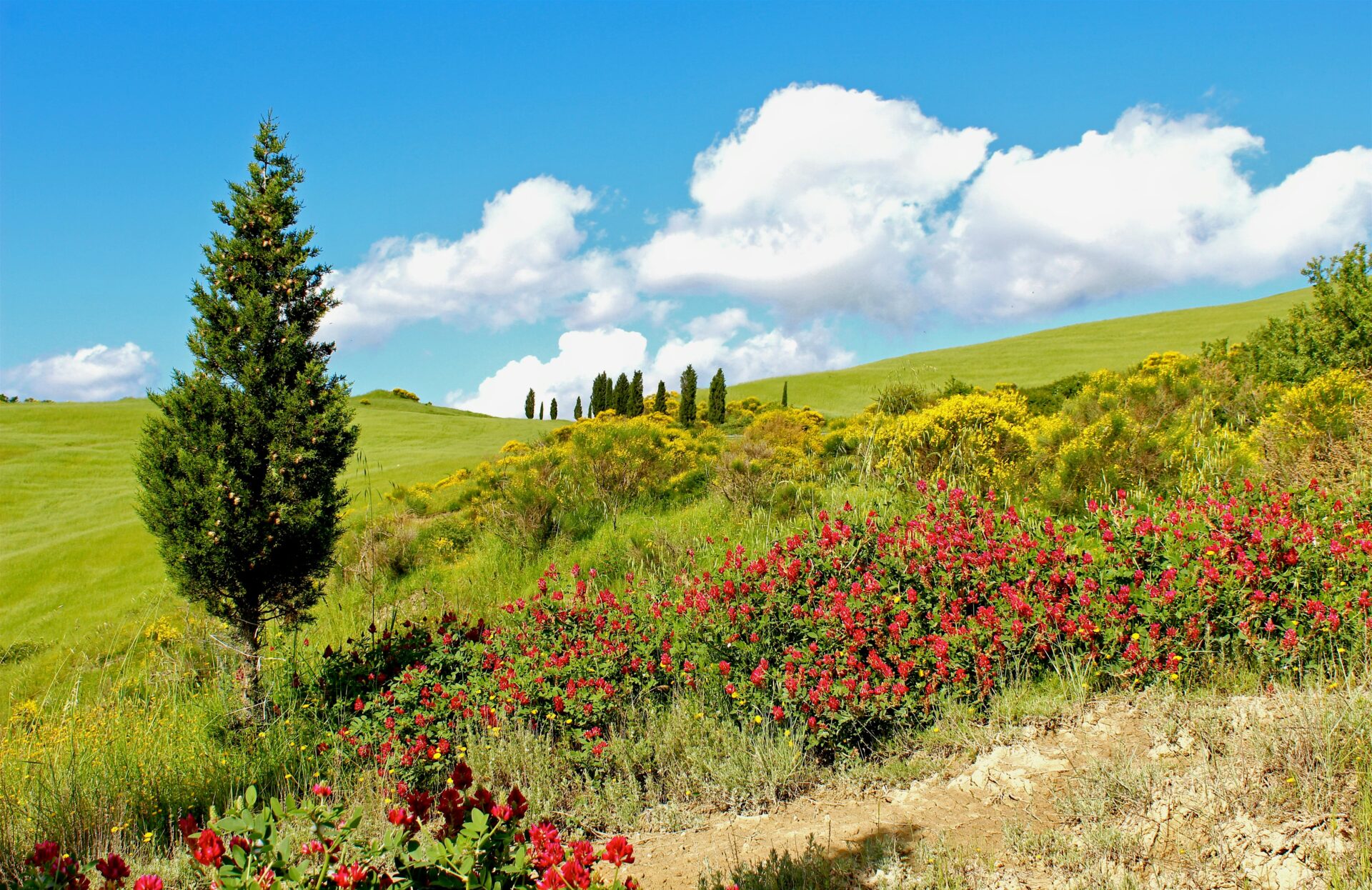 Red Flowers on Green Grass Field