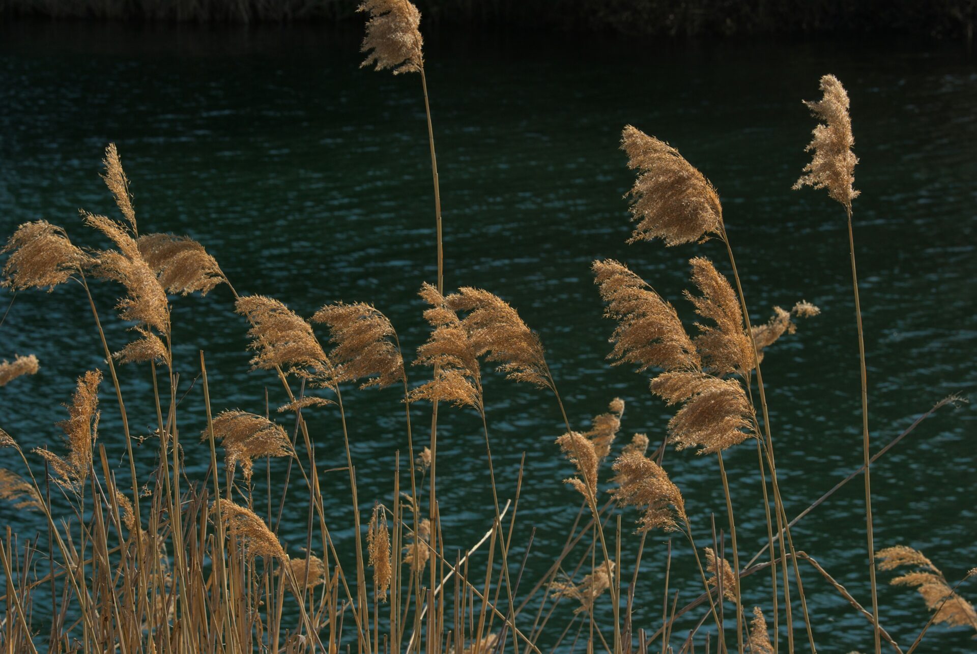 Reed grass near a lake