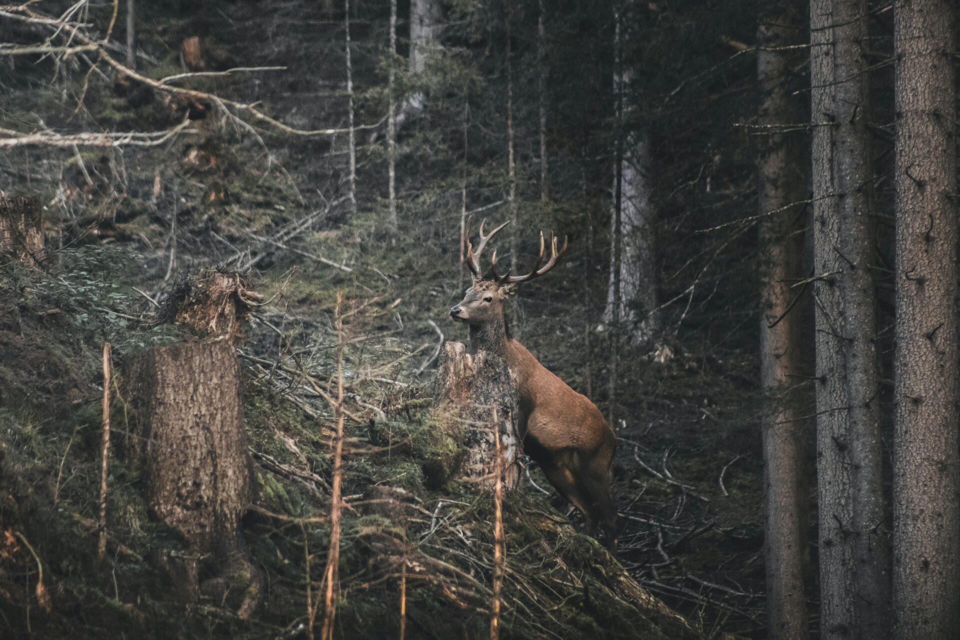 Reindeer In The Woods