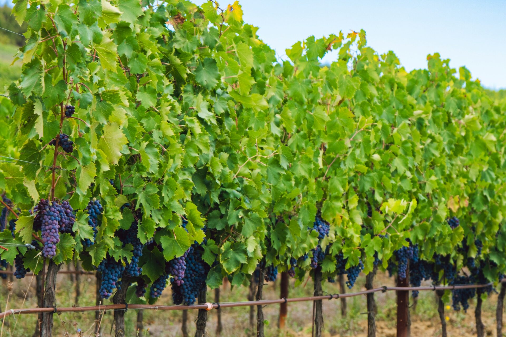 Sangiovese grapes