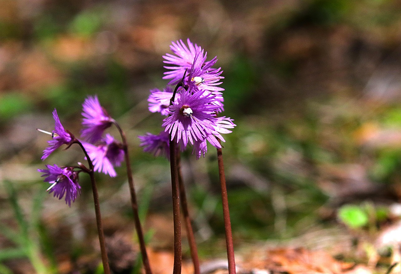 Soldanella Alpina alpine flower.