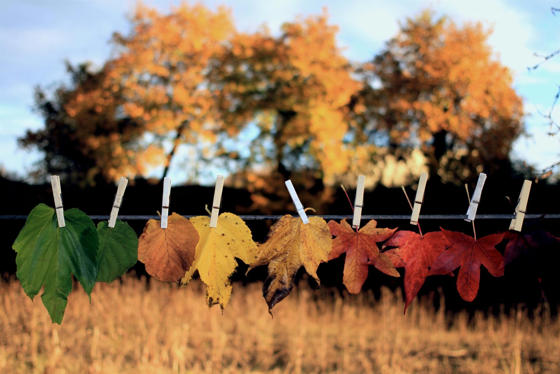 Spectrum of Colors of Autumn Leaves