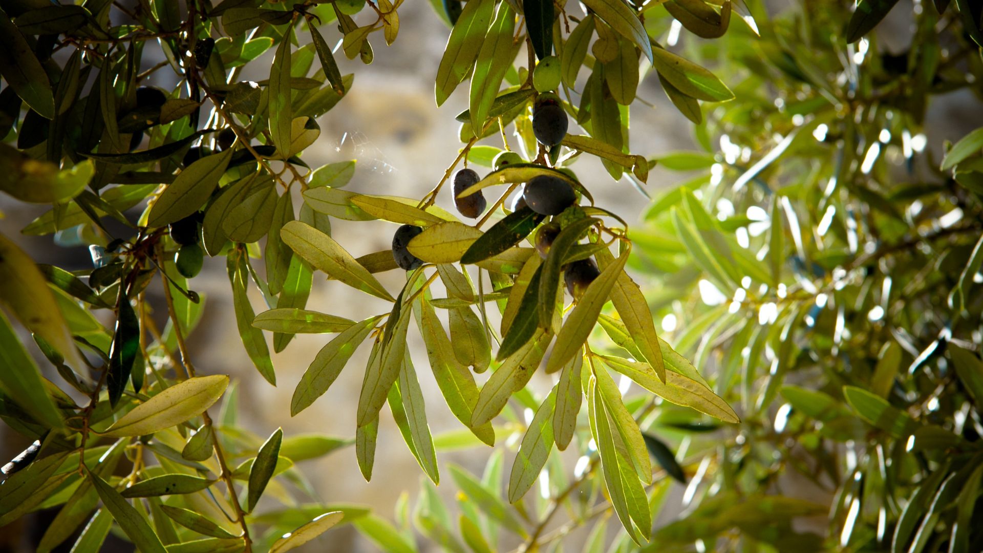 Image of The Gentile di Chieti olive tree