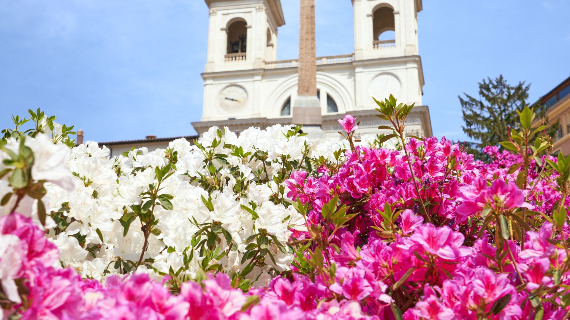 Image shows colorful flowers on The Spanish Steps in Rome