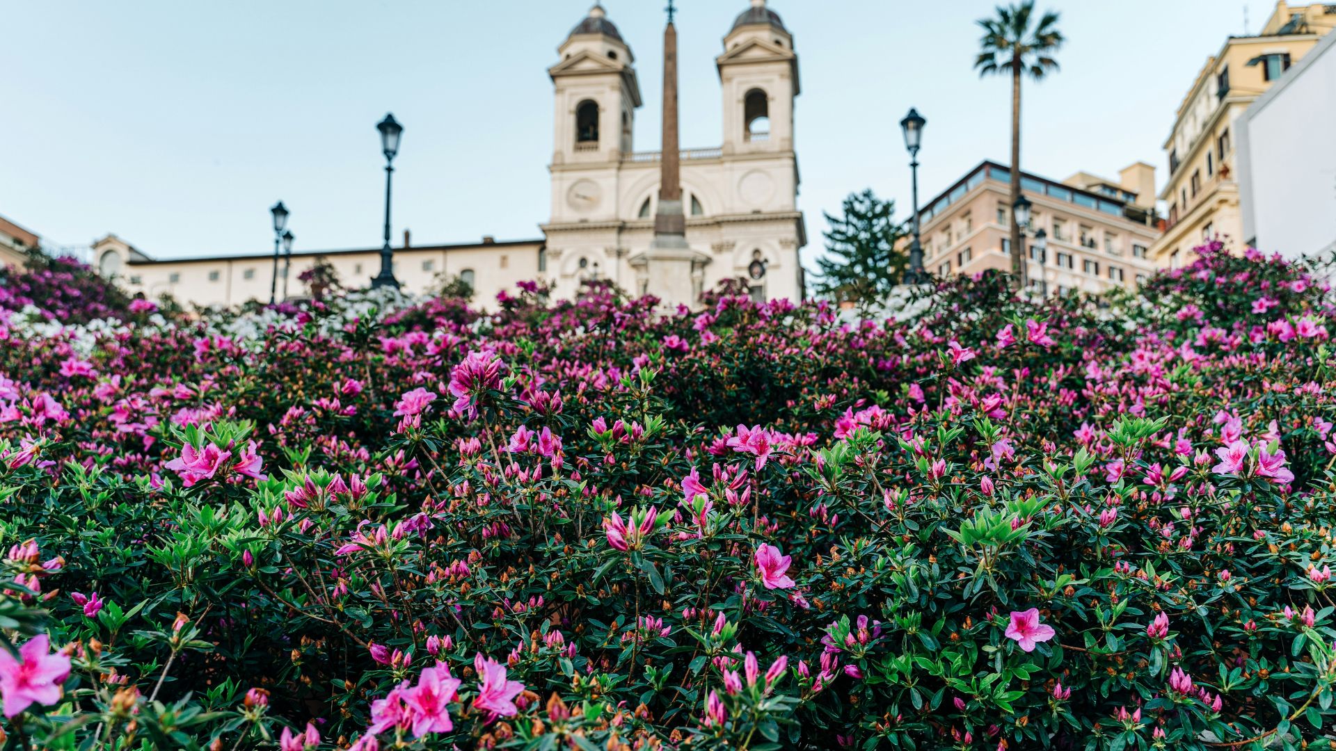 Image shows colorful flowers at The Spanish Steps, Rome