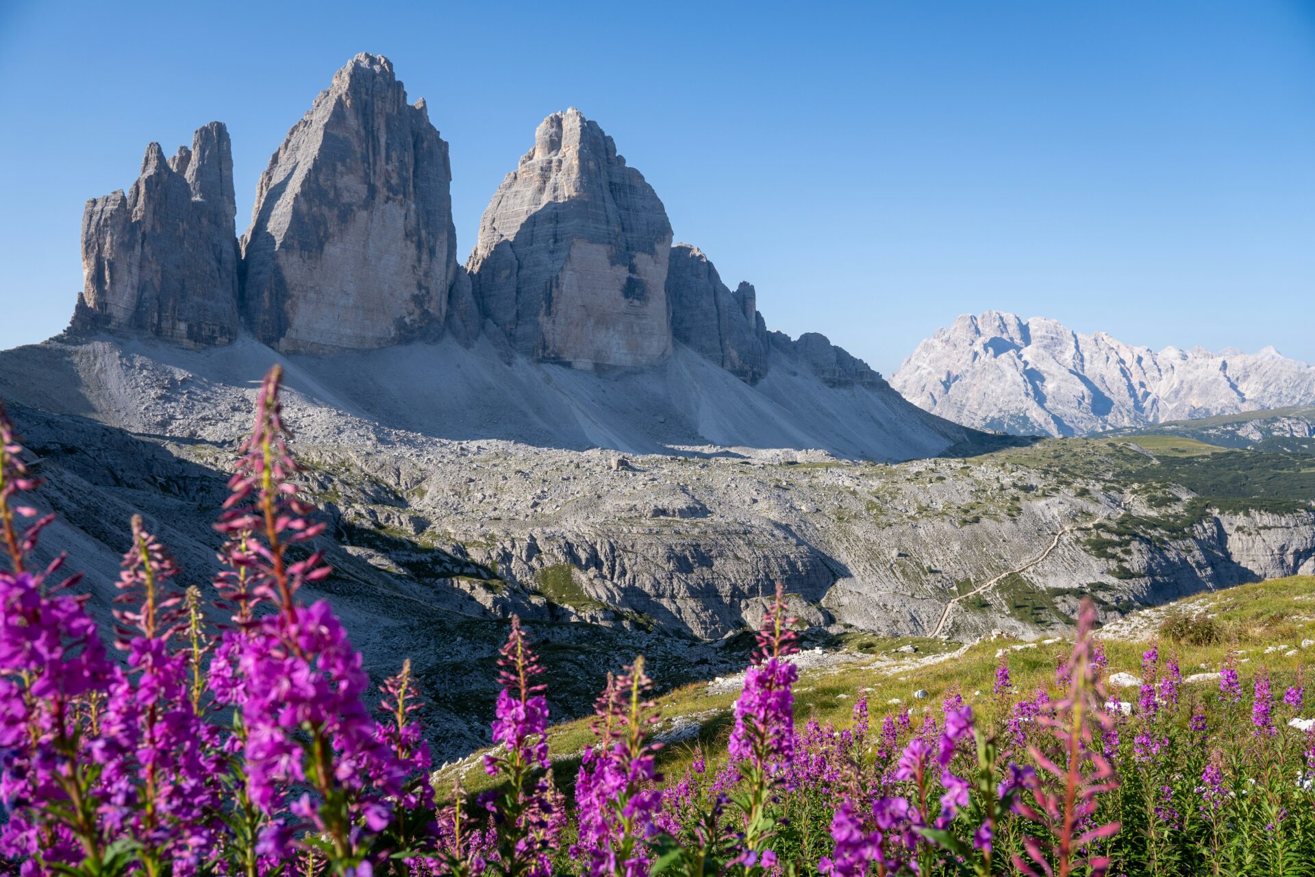 Tre Cime di Lavaredo, Italy (with alpine flowers)