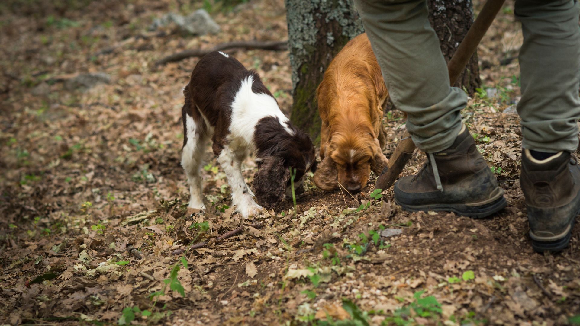 Image of 2 dogs and a person looking for truffles while truffle hunting in Norcia, Italy.