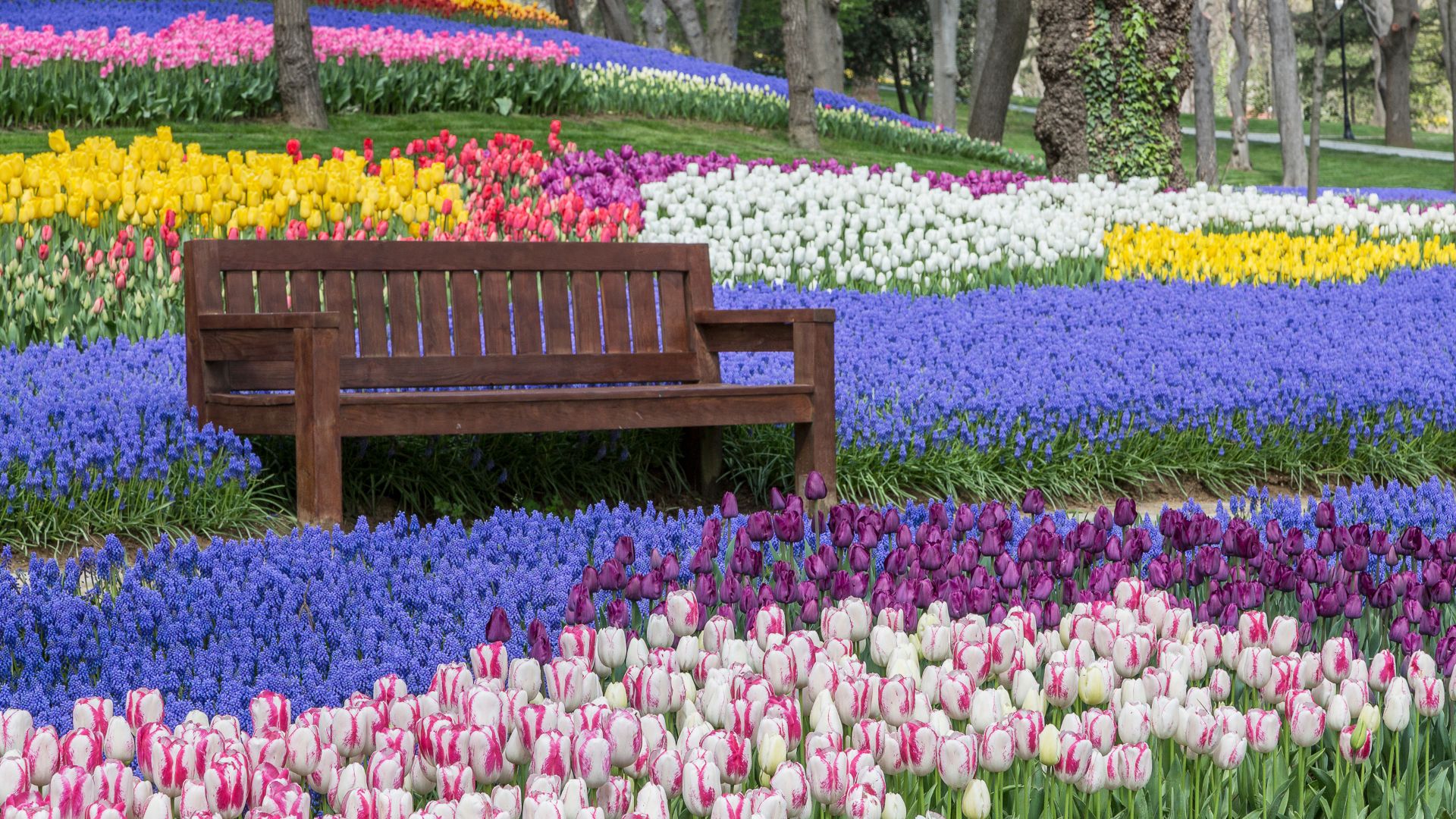 Image of a bench sorounded by Tulips in Neatherlands