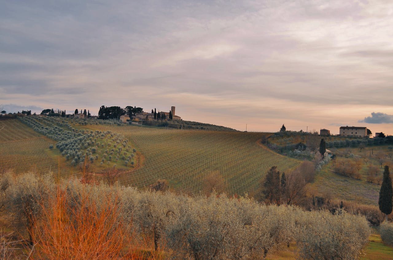 Tuscan Landscape with Vineyards and Olive Trees