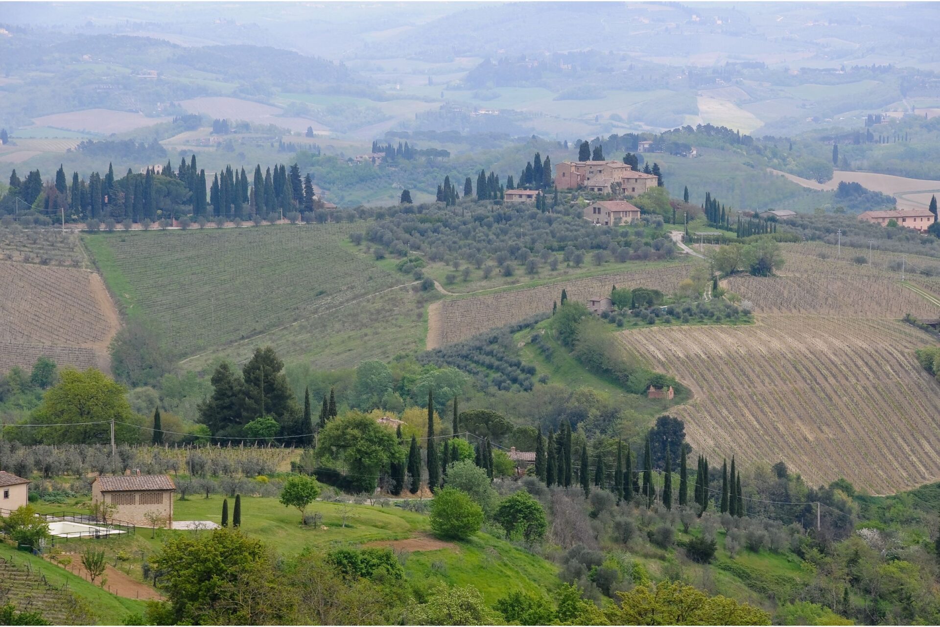Vernaccia di San Gimignano vineyards