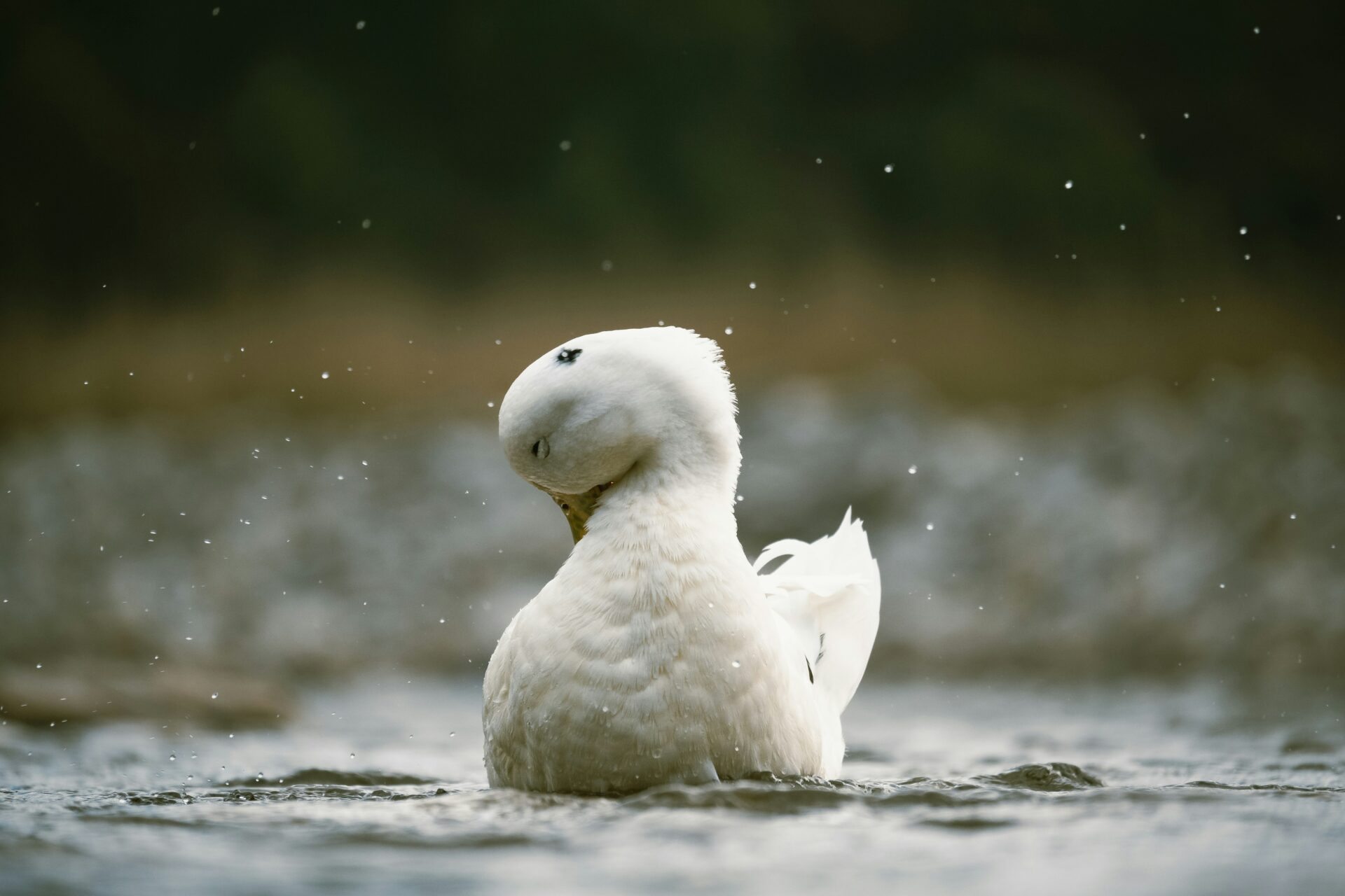 White duck on water
