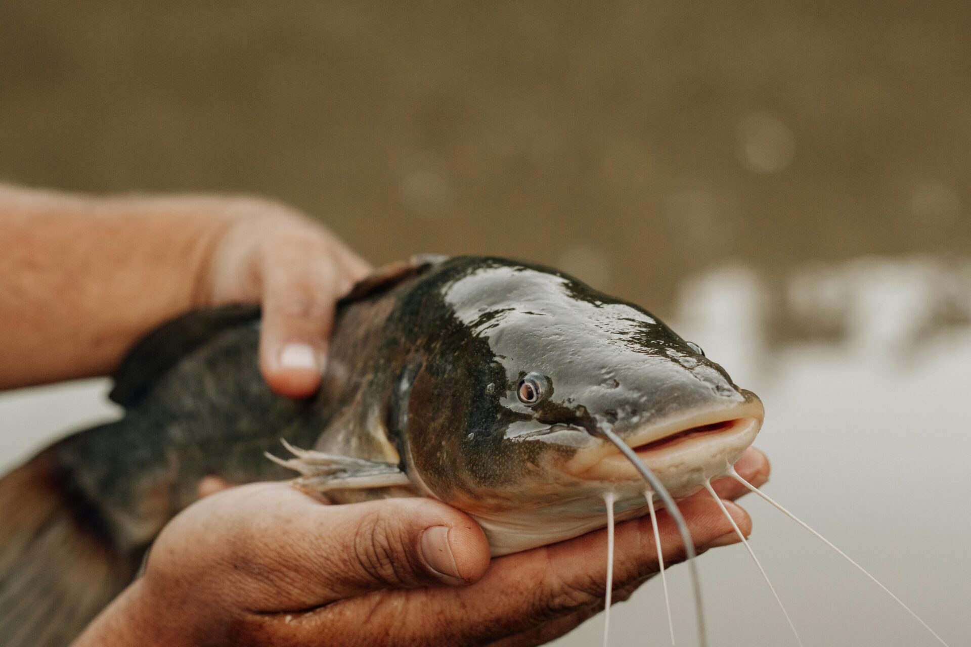 A Person Holding a Catfish