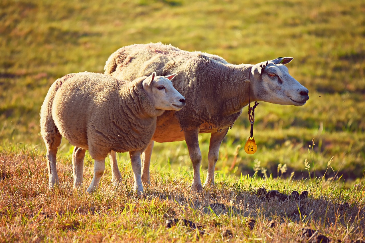 Sheep - pasture -farm animals