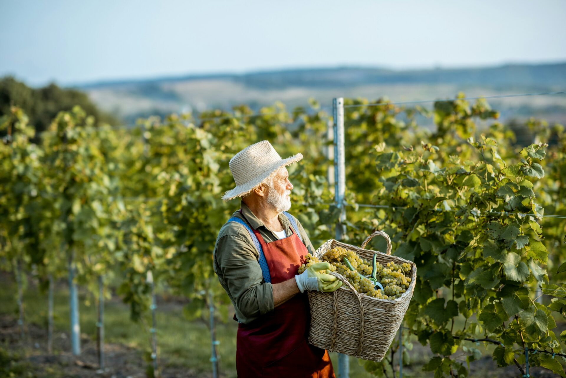 wine maker