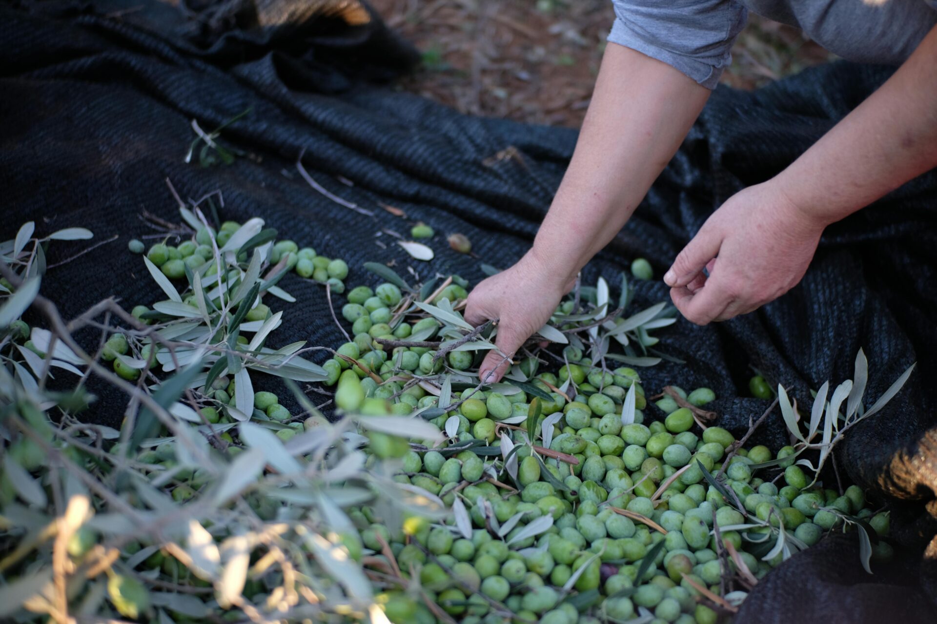 A Person Holding Green Olives