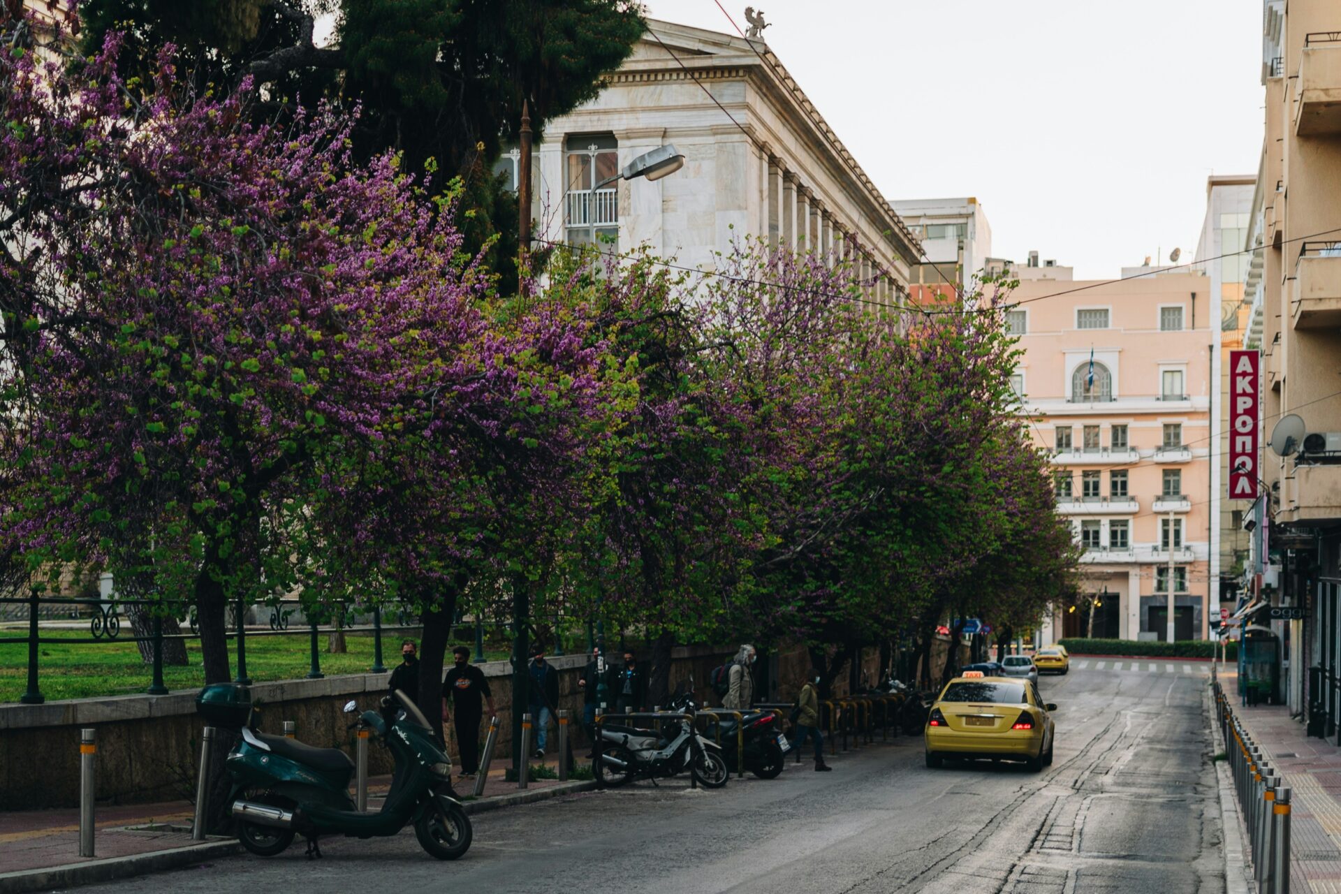 A street in Athens  - trees with purple flowers - pedestrian in Athens
