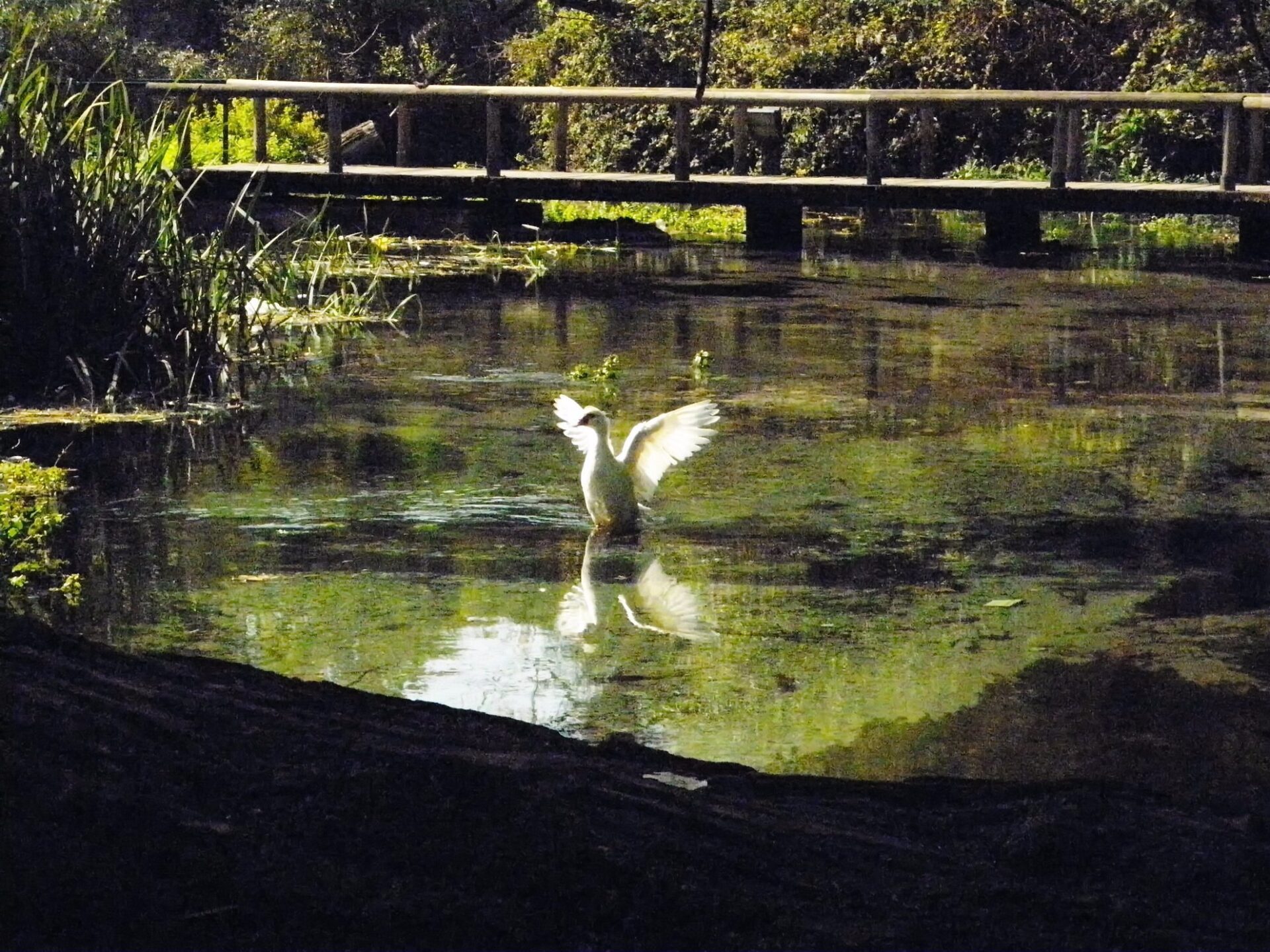 Pond with ducks at Agia Varvara Park