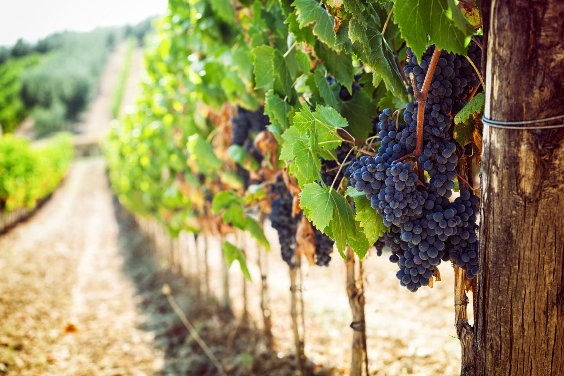 Aglianico grapes