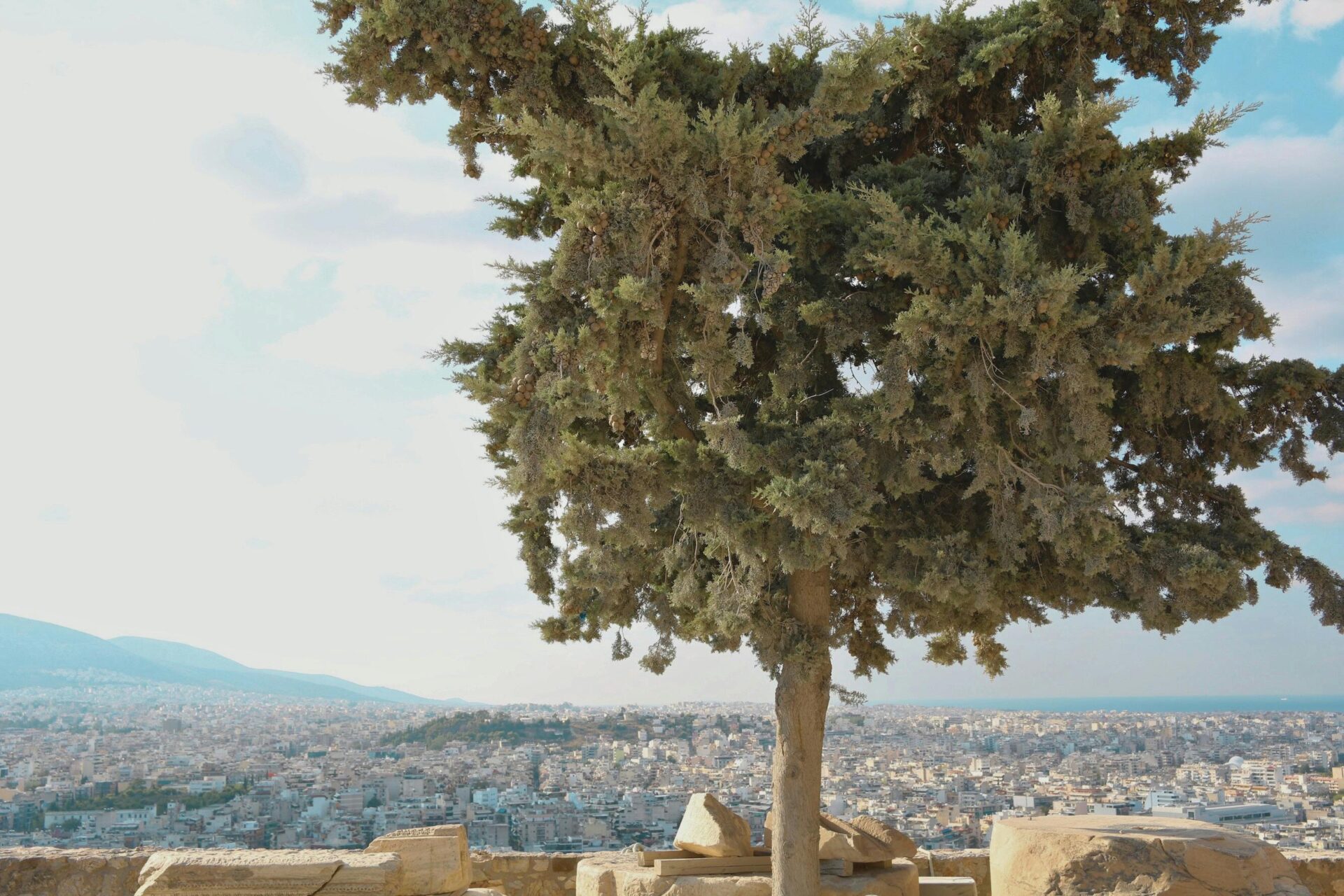 Ancient Tree Overlooking Athens Skyline