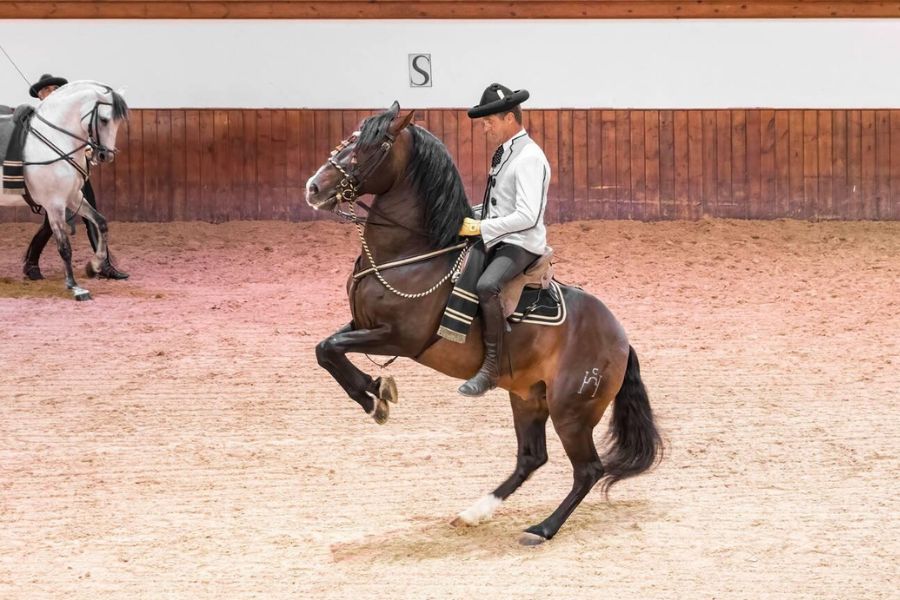 Witnessing the Andalusian Horse Dance in Jerez: An Elegant Spectacle of Skill and Beauty That Moved Me
