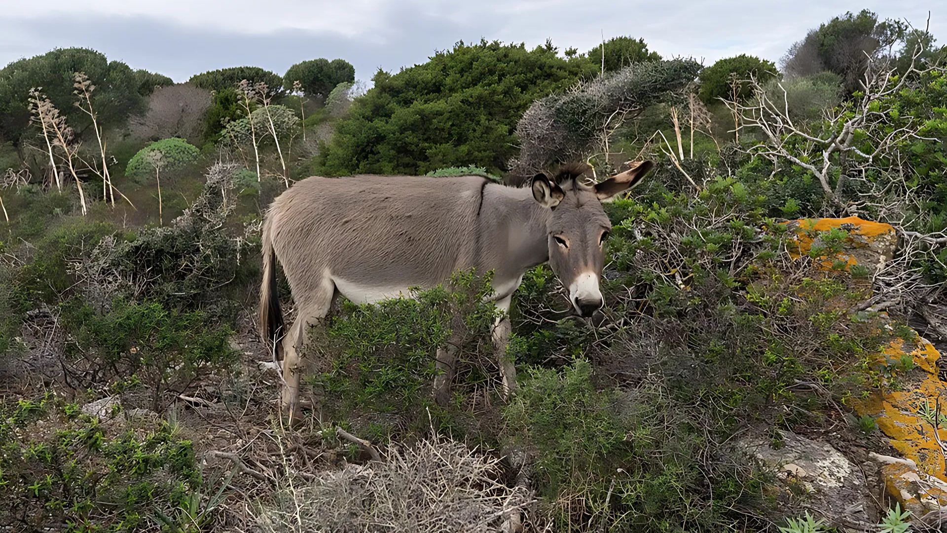 White Donkey in Asinara Island, Sardinia, Italy.