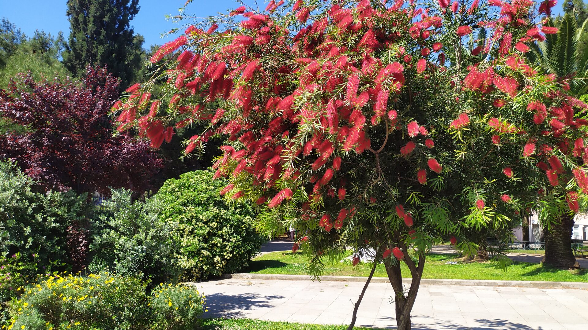 Athens - park - garden - environment