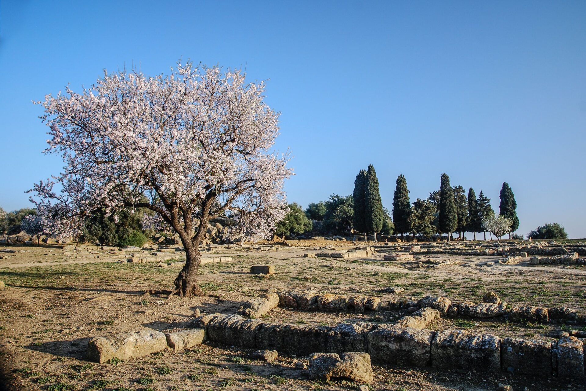 Blossoming almond tree in Agrigento