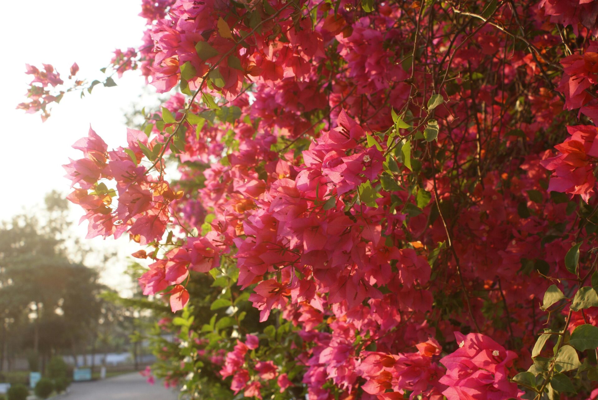 Bougainvillea Blossoms in Summer Light
