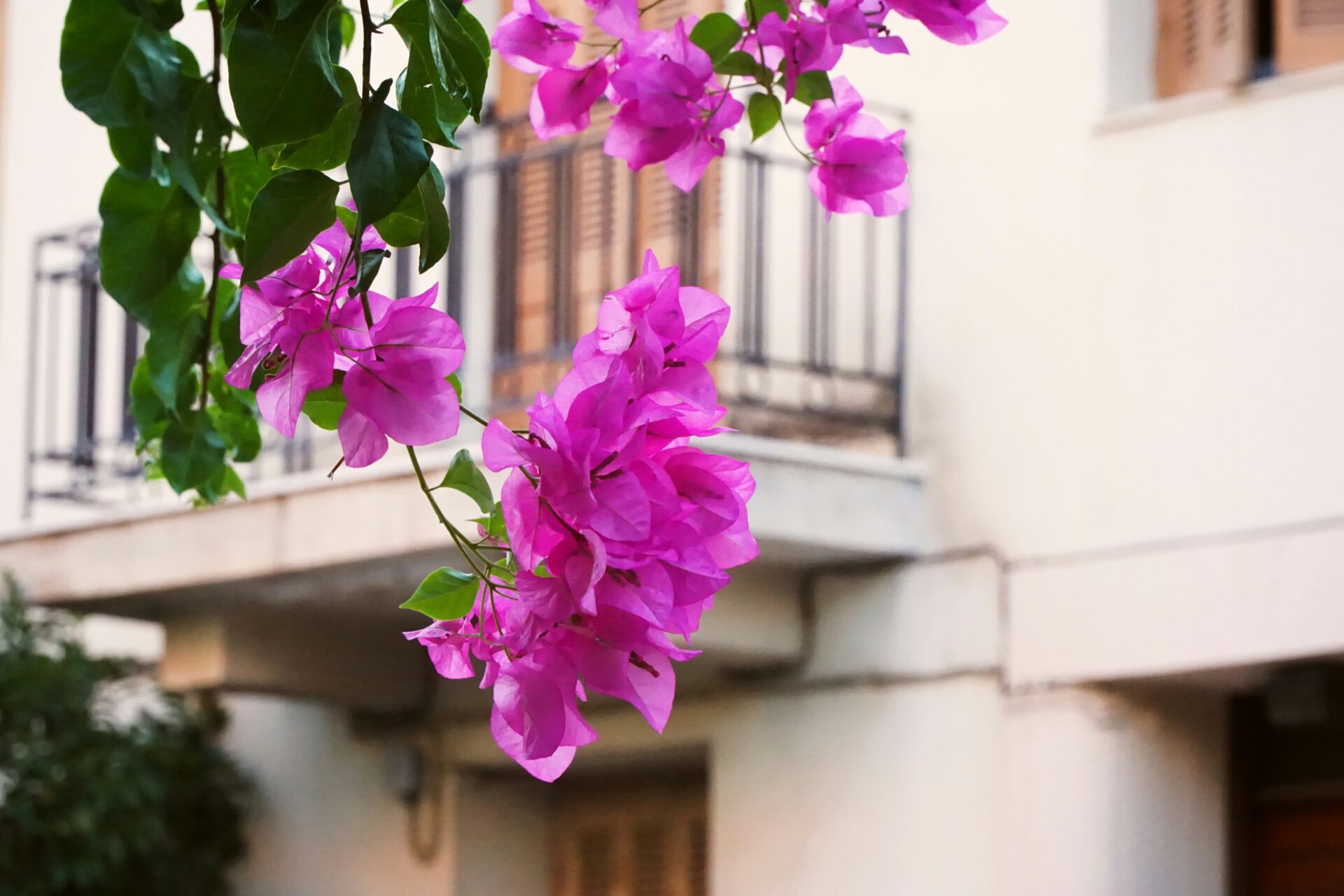 Bougainvillea flower with a white-washed house backdrop