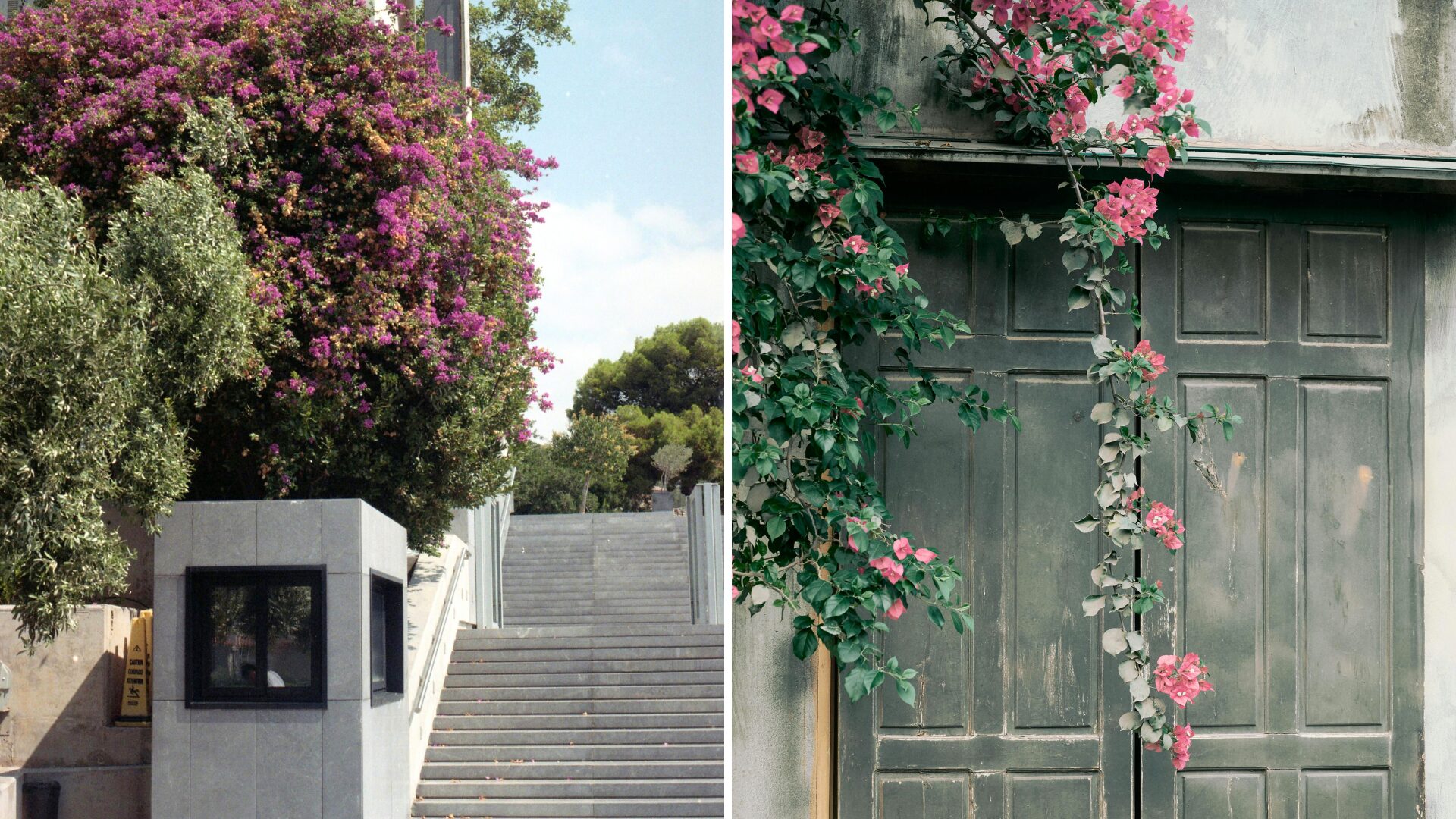 Bougainvillea in Plaka Athens