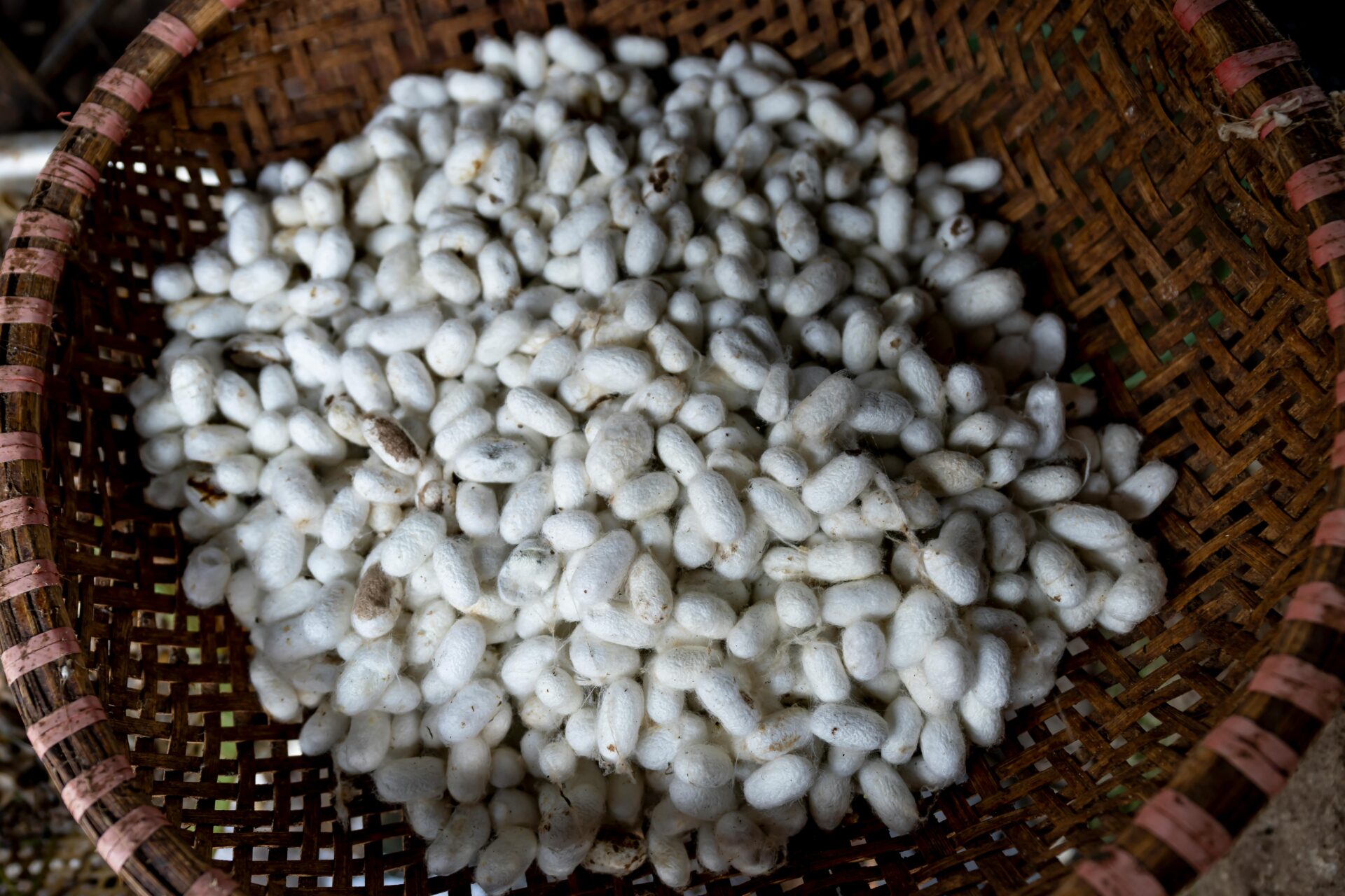 Close-up of a bowl filled with delicate silkworm cocoons, representing the rich heritage of Catanzaro's Silk Road. 