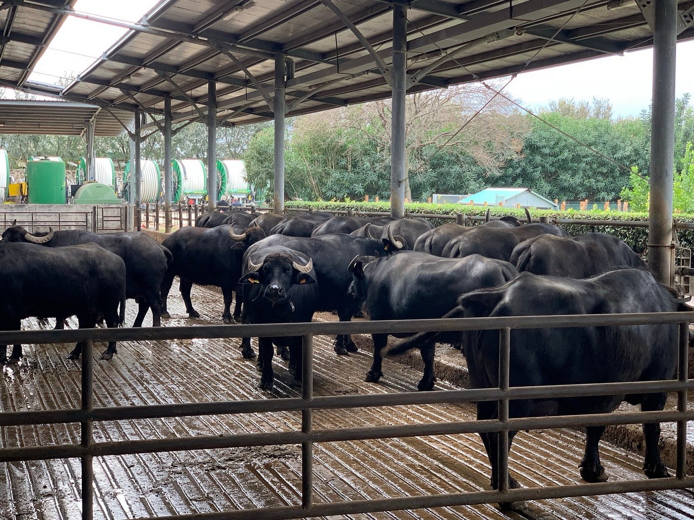 Buffalos in Tenuta Vannulo, Italy.