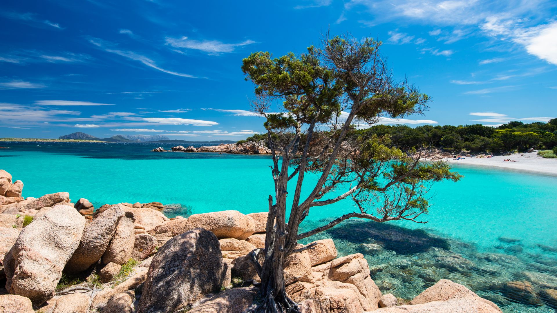 Scenic view of Cala Capriccioli beach in Sardinia, featuring a tree on granite rocks overlooking turquoise water and a white sand beach.