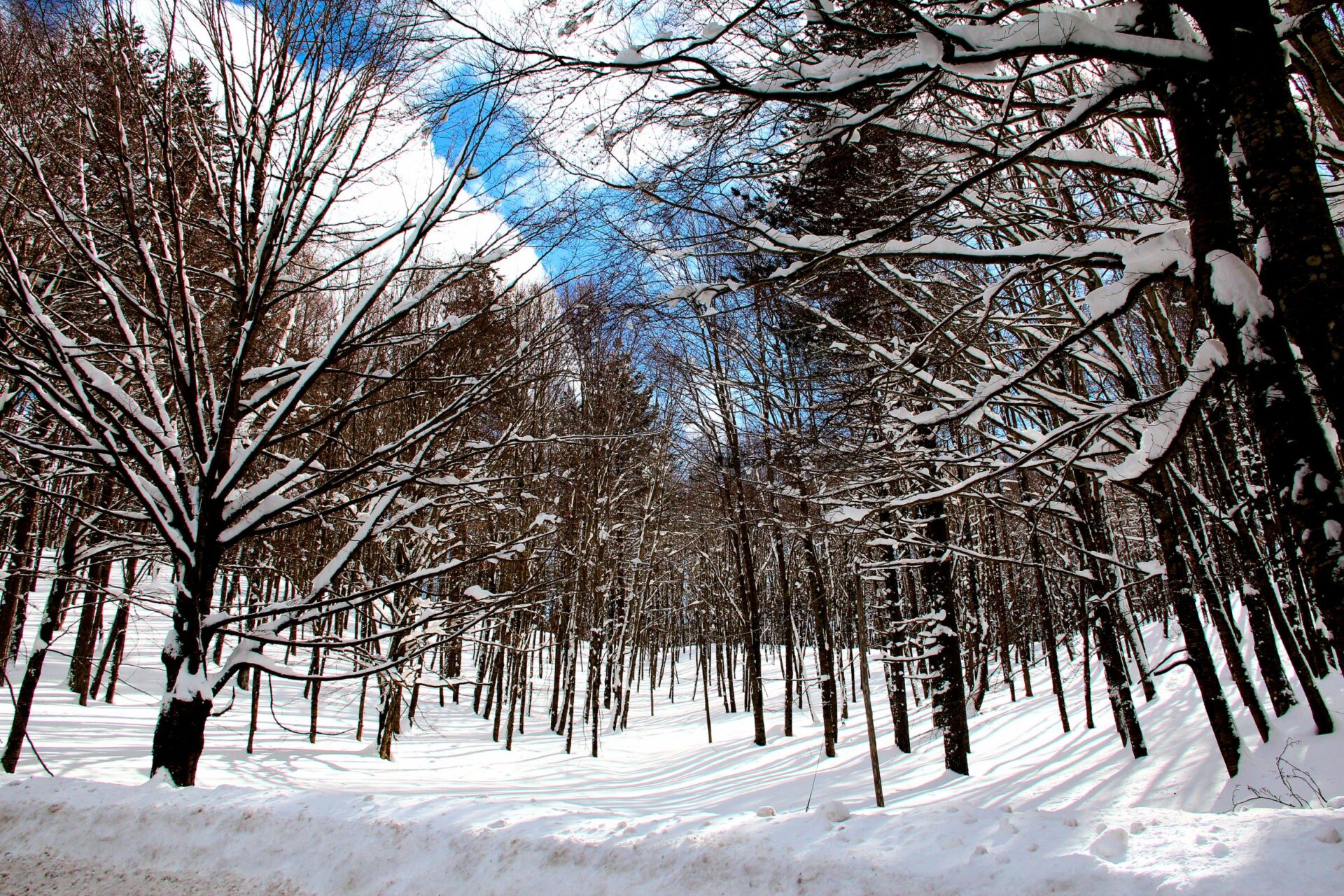 Calabrian black pines